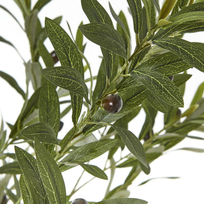 Apulia Olive Tree In White Pot Small
