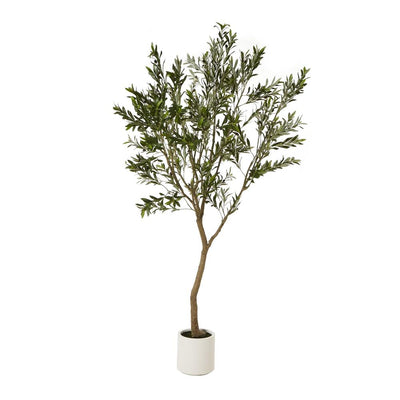 Apulia Olive Tree In White Pot Large