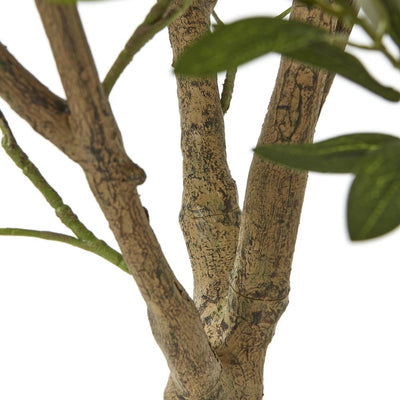 Apulia Olive Tree In White Pot Large