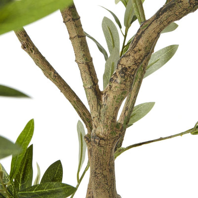 Apulia Olive Tree In White Pot Medium