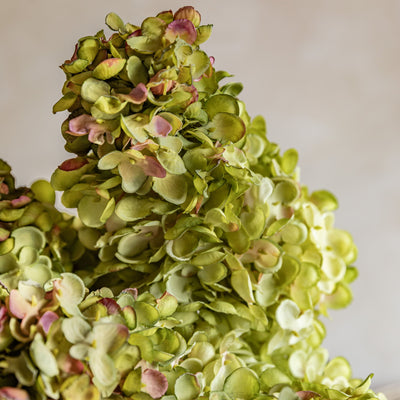 Vintage Hydrandea Bunch White