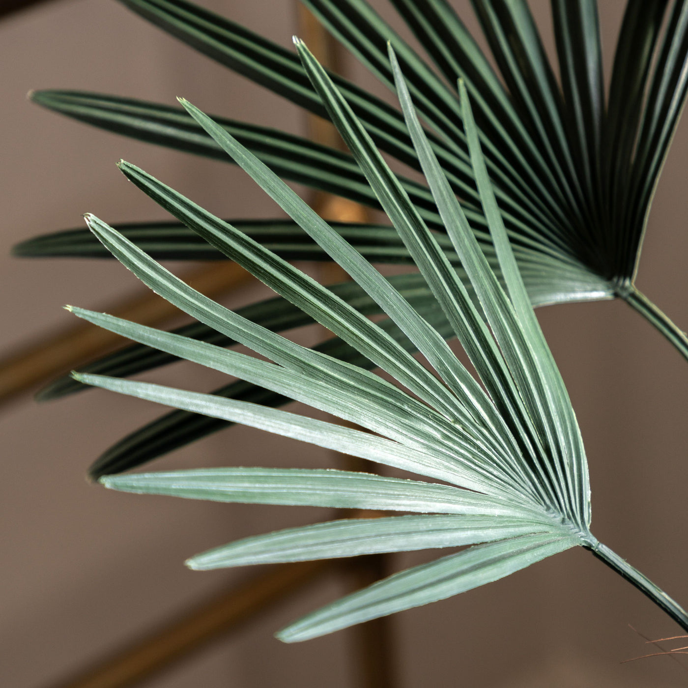 Potted Statement Palm