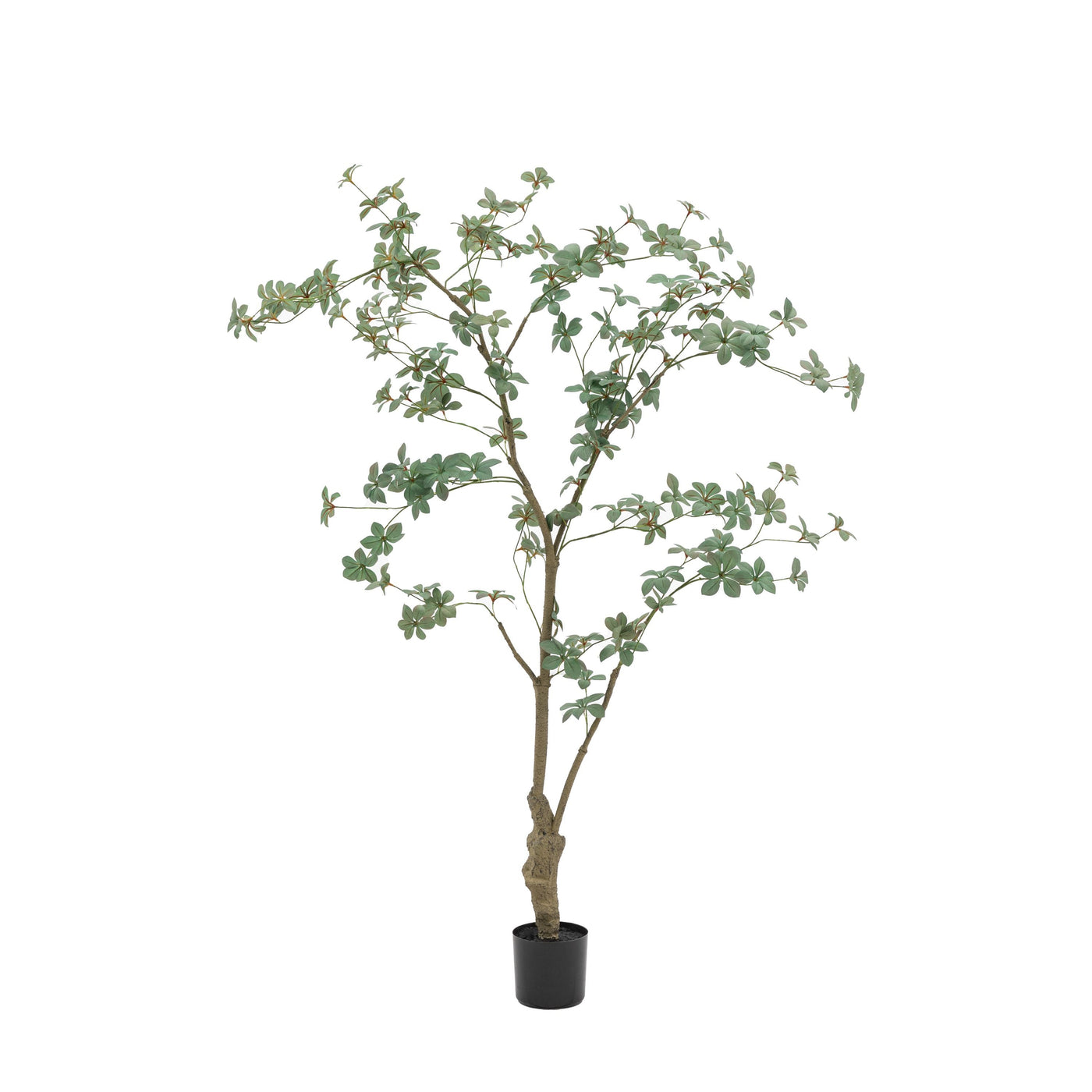 Potted Rhodoleia Tree Large