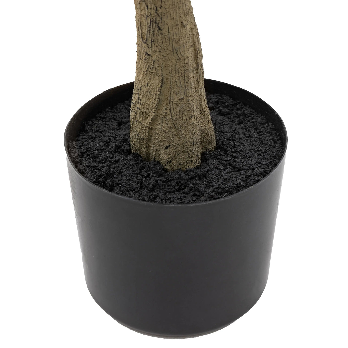 Potted Eucalyptus Tree