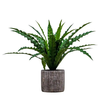 Potted Asplenium Fern