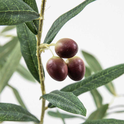 Everlasting Olive Tree Tall - NEST & FLOWERS