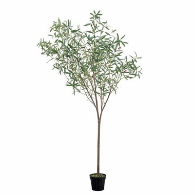 Everlasting Olive Tree Tall - NEST & FLOWERS
