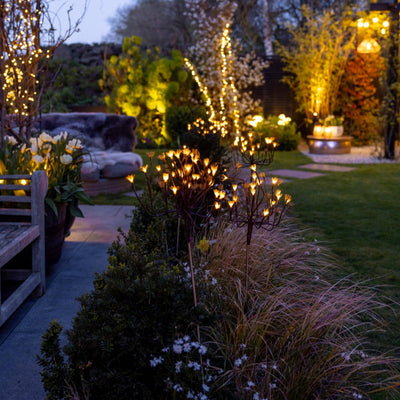 x6 Wild Fennel Lights