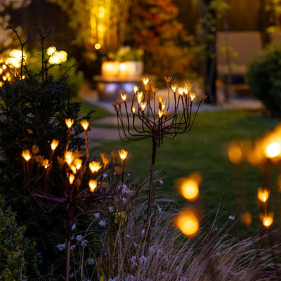 x6 Wild Fennel Lights