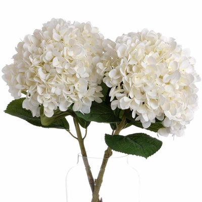 Oversized White Hydrangea x3