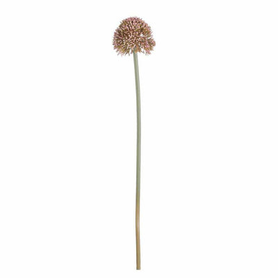 Pink Allium x3