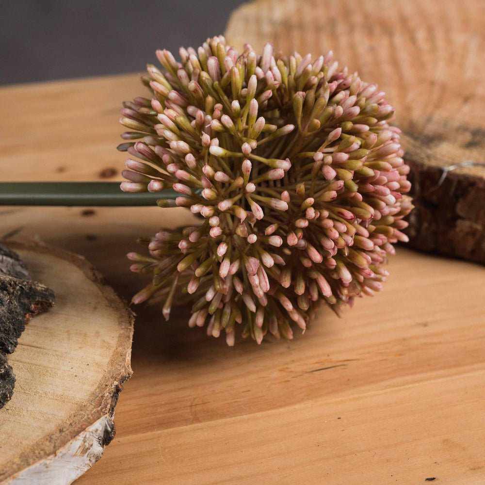 Pink Allium x3
