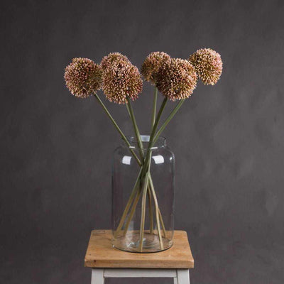 Pink Allium x3
